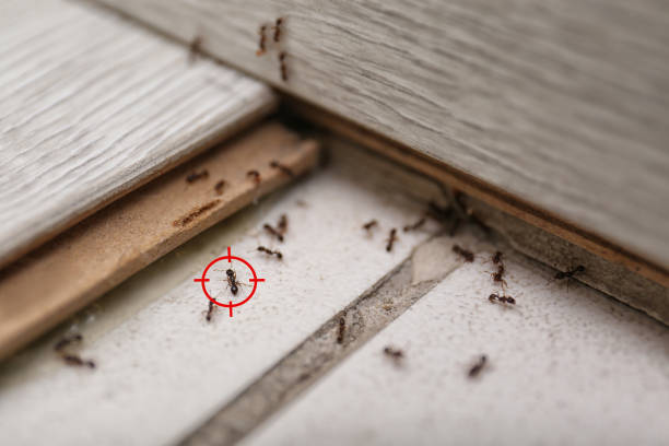 Best Best Pest Control Companies  in Fayetteville, WV