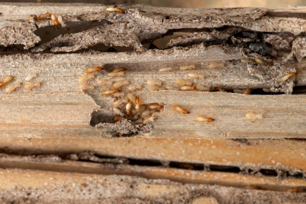 Best Emergency Pest Control  in Fayetteville, WV