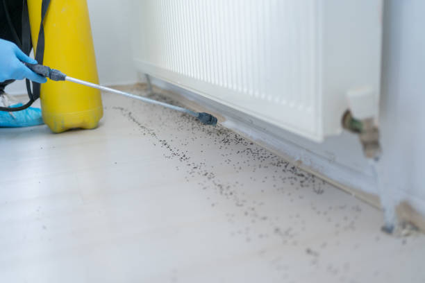 Best Bed Bug Extermination  in Fayetteville, WV
